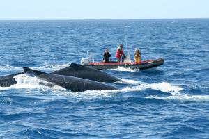 Whales make mysterious visits to underwater mountains