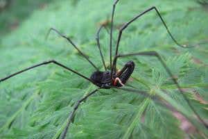 Sword and dagger arachnid fights may explain weapon evolution