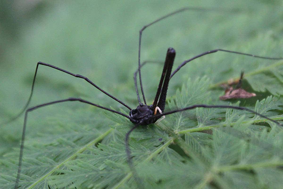 New Scientist. Science news and long reads from expert journalists, covering developments in science, technology, health and the environment on the website and the magazine.