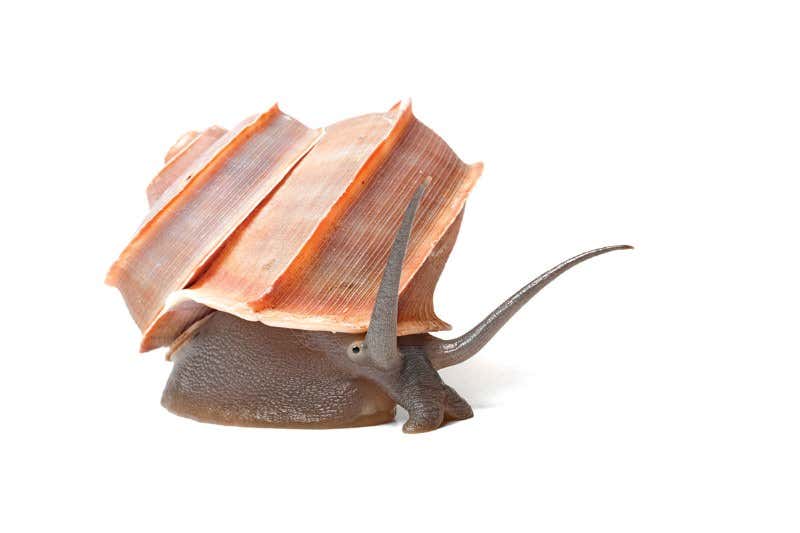 See the diverse beauty of colourful land snails around the world