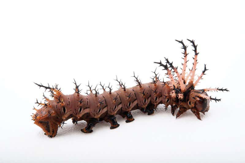 Why insects are the real rulers of the world