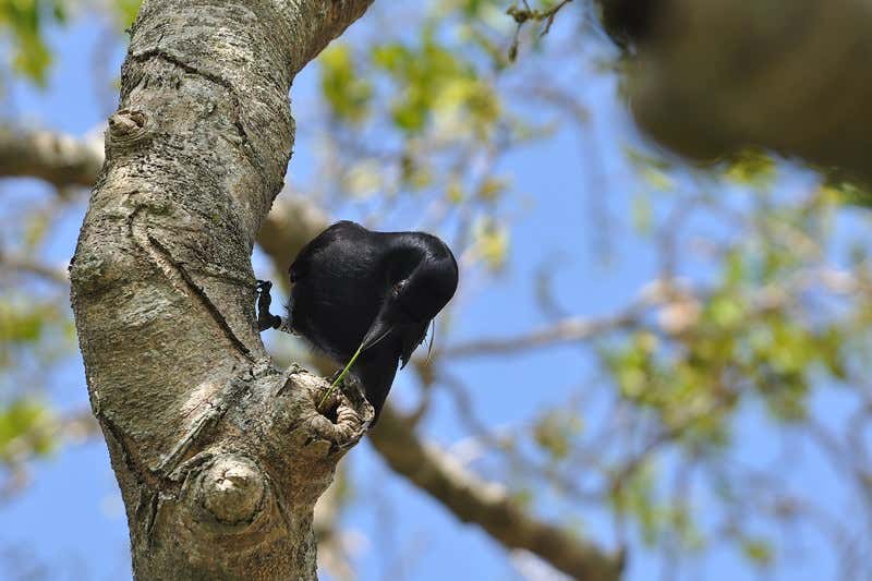 New Scientist. Science news and long reads from expert journalists, covering developments in science, technology, health and the environment on the website and the magazine.