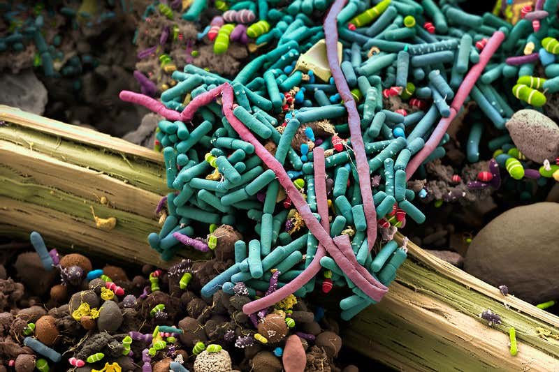 New Scientist. Science news and long reads from expert journalists, covering developments in science, technology, health and the environment on the website and the magazine.