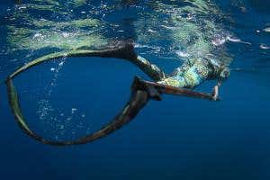 Free-diver enlisted to help tag twitchy hammerhead sharks