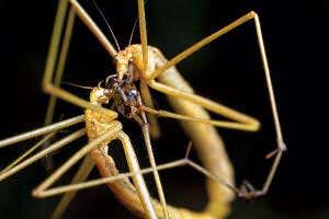 Here's my nuptial gift, a dead planthopper – now can we mate?