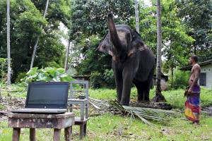 Infrasound radar listens for elephant rumbles to warn villagers