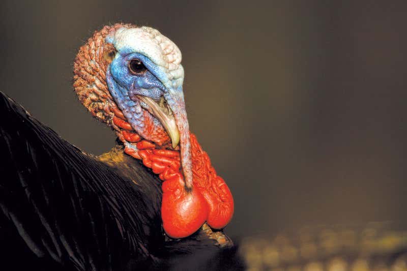 How wily wild turkeys struck it lucky in America