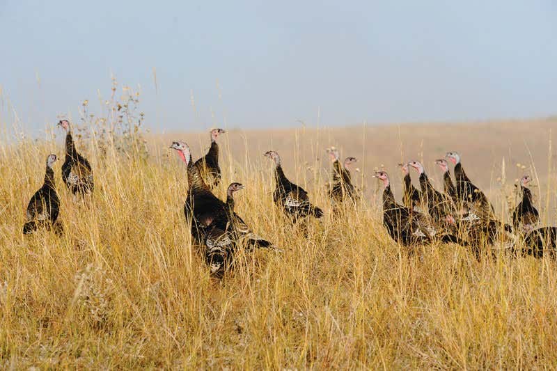 New Scientist. Science news and long reads from expert journalists, covering developments in science, technology, health and the environment on the website and the magazine.