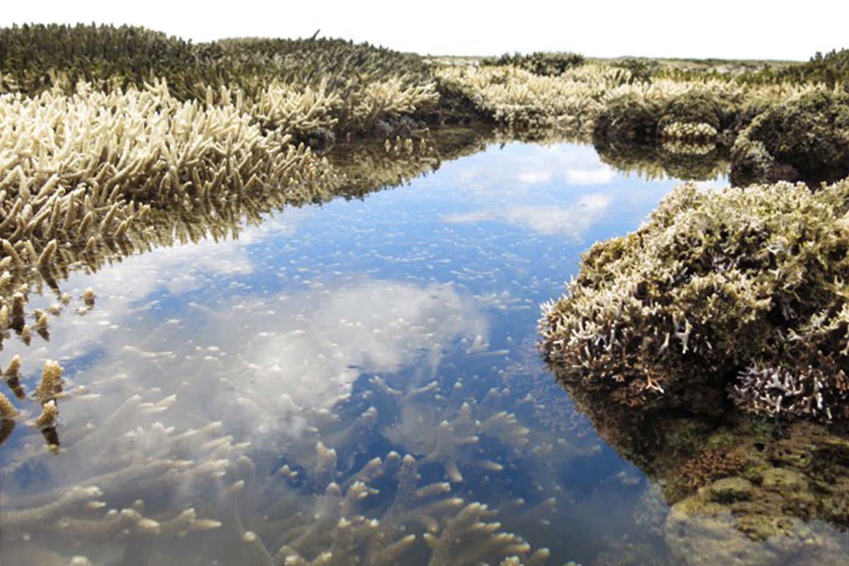 Pacific islands coral exposed El Niño