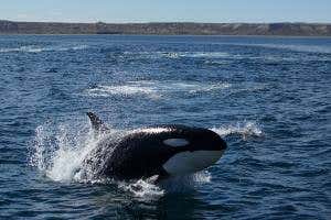 Orcas seen in unique group ambush-and-kill attack on dolphins