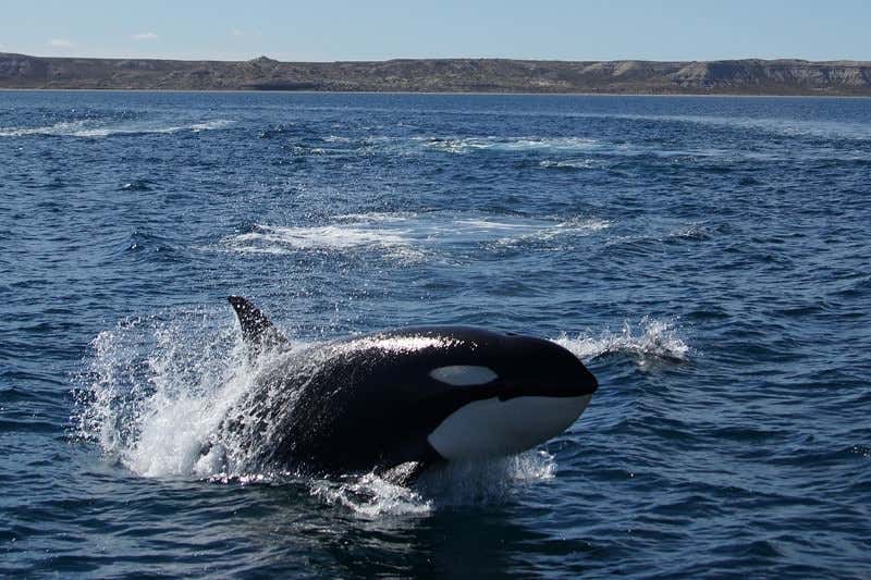 New Scientist. Science news and long reads from expert journalists, covering developments in science, technology, health and the environment on the website and the magazine.