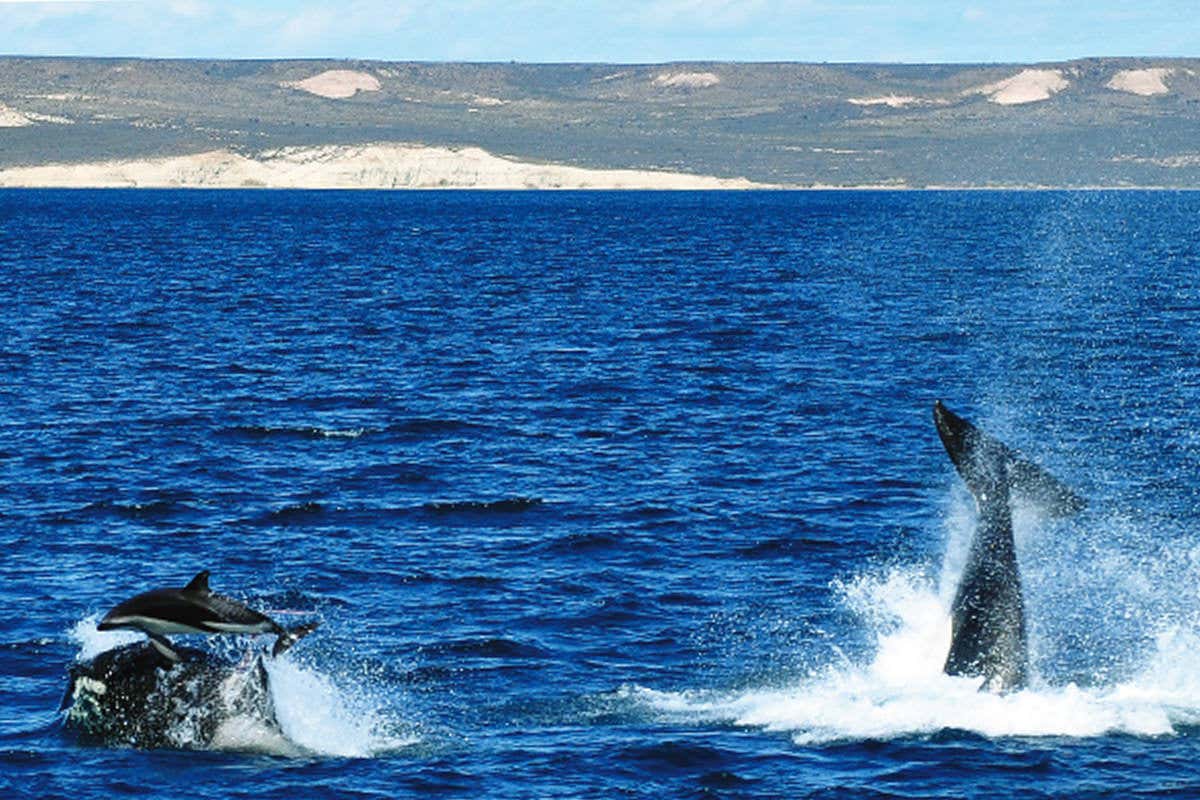 New Scientist. Science news and long reads from expert journalists, covering developments in science, technology, health and the environment on the website and the magazine.