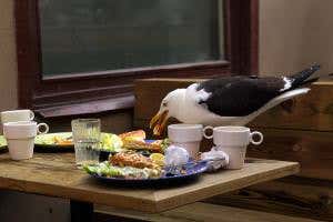 Birds prefer to eat at outdoor cafes with slow plate-clearing