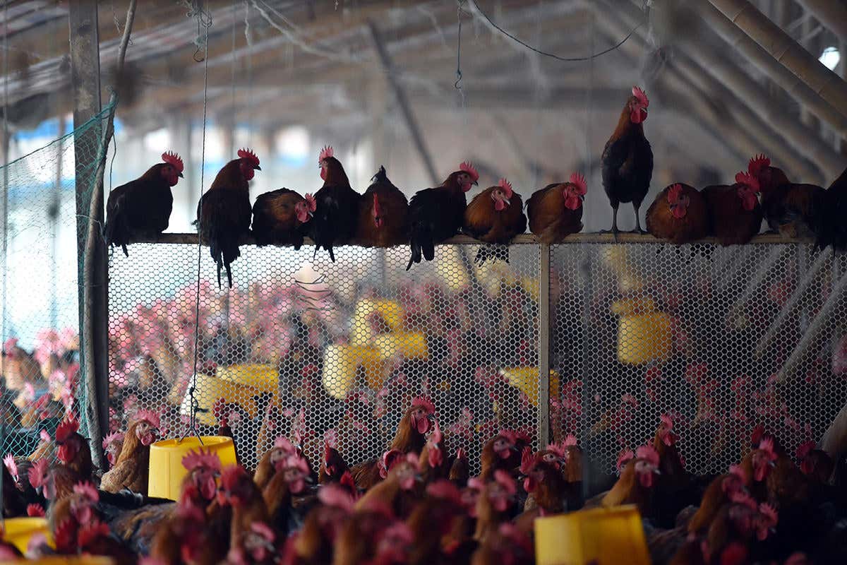 poultry antibiotic resistance