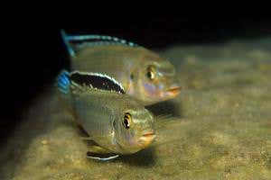 Why one lake contains more than 1000 species of the same fish