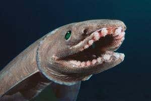 Deep sea sharks pig out on beef, lamb and veg we throw away