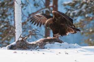 Rudolph's new enemy: The eagles hunting adult reindeer in Norway