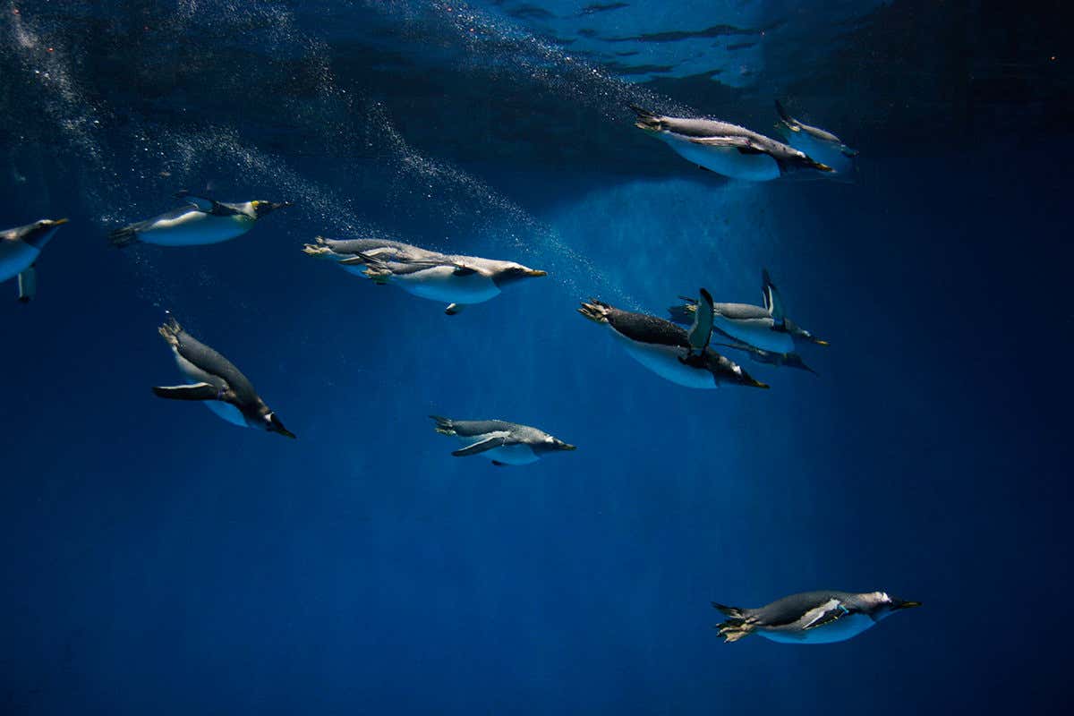 New Scientist. Science news and long reads from expert journalists, covering developments in science, technology, health and the environment on the website and the magazine.