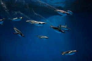 Penguins filmed in epic underwater fight stealing a large squid