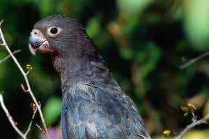 Parrots use pebble tools to grind up own mineral supplements