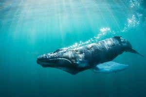 Sharks seen hunting and killing a whale for the first time