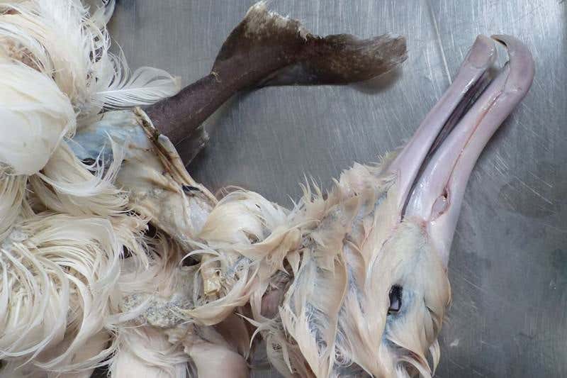 New Scientist. Science news and long reads from expert journalists, covering developments in science, technology, health and the environment on the website and the magazine.