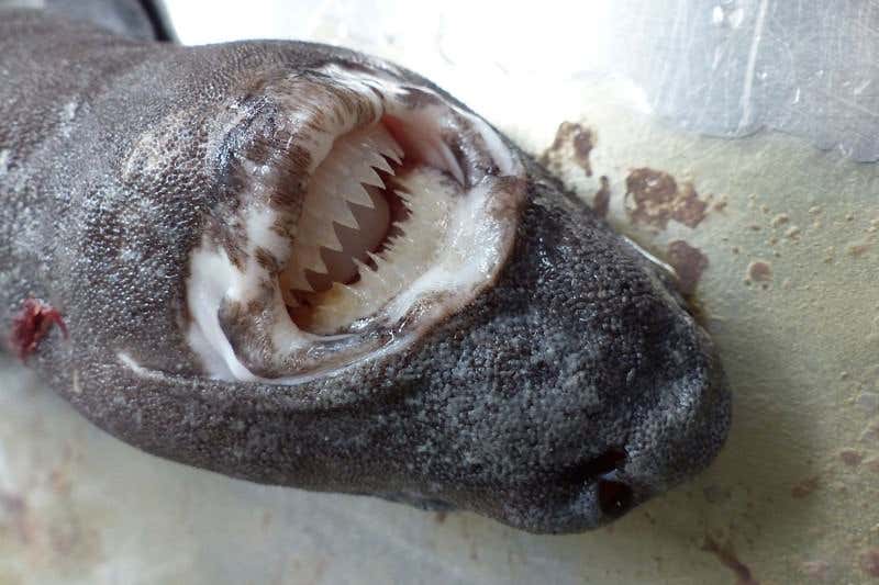 New Scientist. Science news and long reads from expert journalists, covering developments in science, technology, health and the environment on the website and the magazine.