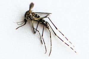 Halting march of Zika virus is health priority for 2016