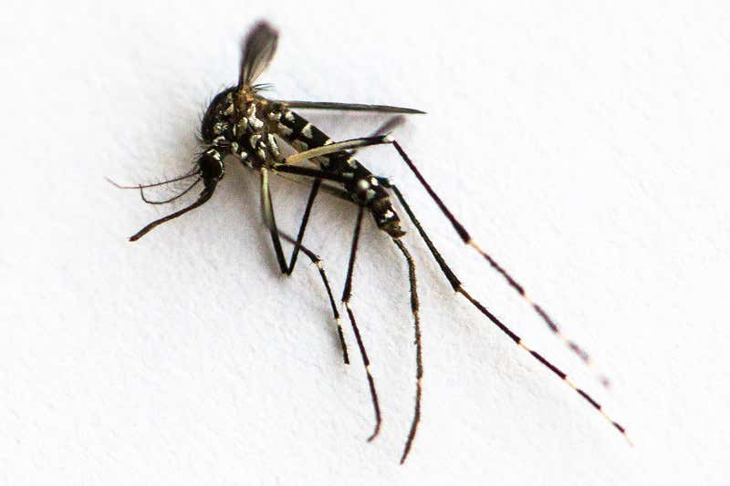 New Scientist. Science news and long reads from expert journalists, covering developments in science, technology, health and the environment on the website and the magazine.