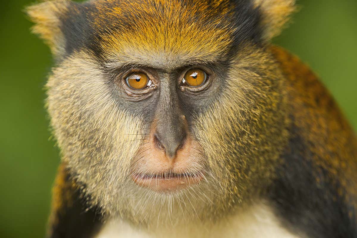 Take beard inspiration from the amazing styles of other primates