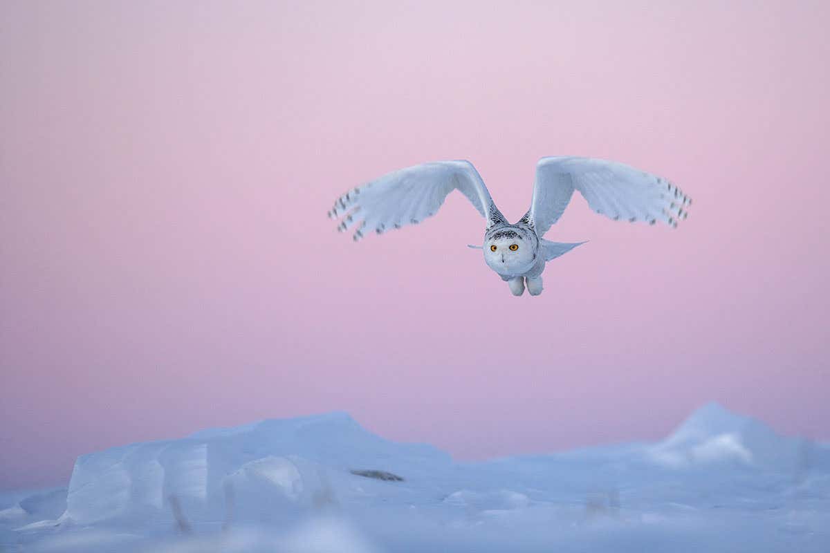 What snowy owls get up to when the mercury drops