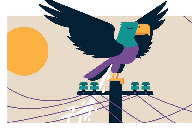 Why bird droppings are the enemy of electricity