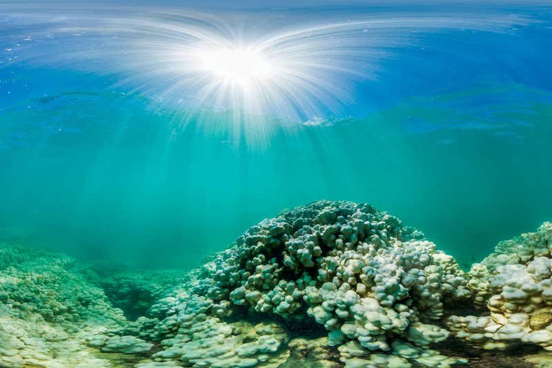 New Scientist. Science news and long reads from expert journalists, covering developments in science, technology, health and the environment on the website and the magazine.