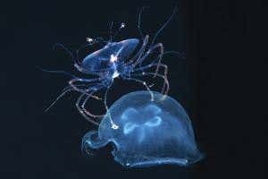 Deep-sea creatures float through black water at night