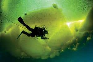 Polar wildlife under threat as ice melts and makes seas brighter