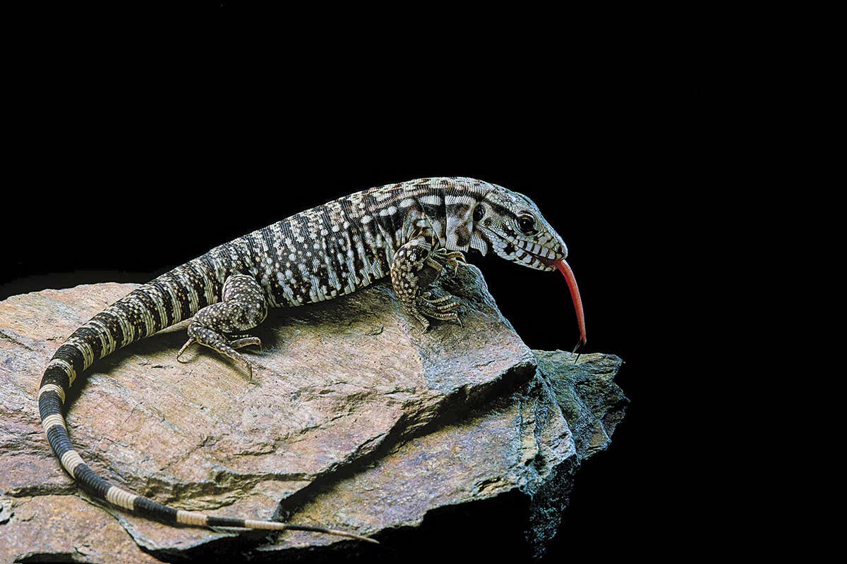 New Scientist. Science news and long reads from expert journalists, covering developments in science, technology, health and the environment on the website and the magazine.