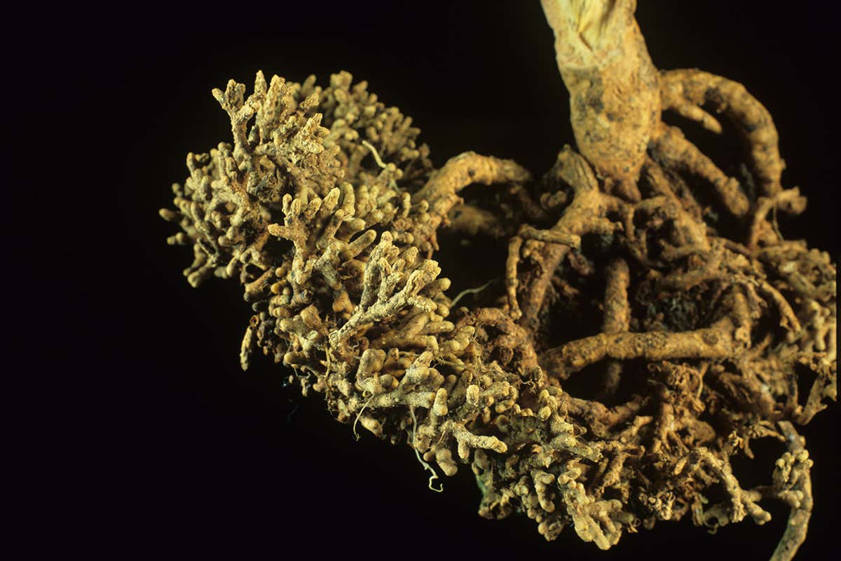 Roots of the cycad tree, harbouring cyanobacteria