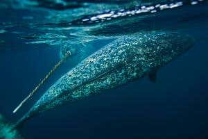 Elusive narwhal babies spotted gathering at Canadian nursery