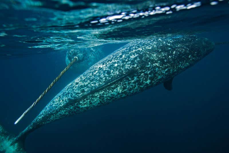 New Scientist. Science news and long reads from expert journalists, covering developments in science, technology, health and the environment on the website and the magazine.