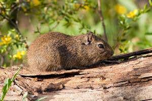 Guinea pigs beat climate change by tweaking their own DNA