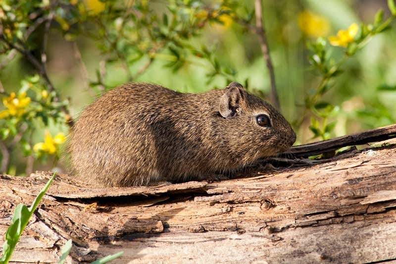 New Scientist. Science news and long reads from expert journalists, covering developments in science, technology, health and the environment on the website and the magazine.