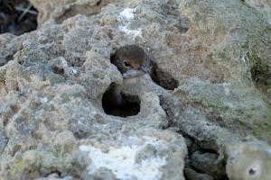 Falcons imprison live birds to keep them fresh for a later meal