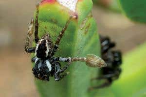 Male spiders lure aggressive females with peek-a-boo paddle game