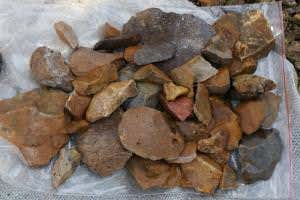 Tool find hints Java Man and hobbit had early human neighbour