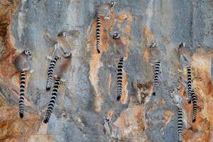 These baboons and lemurs have left the trees to live in caves