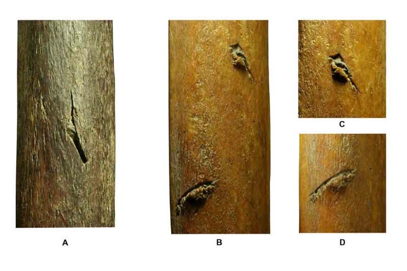 New Scientist. Science news and long reads from expert journalists, covering developments in science, technology, health and the environment on the website and the magazine.