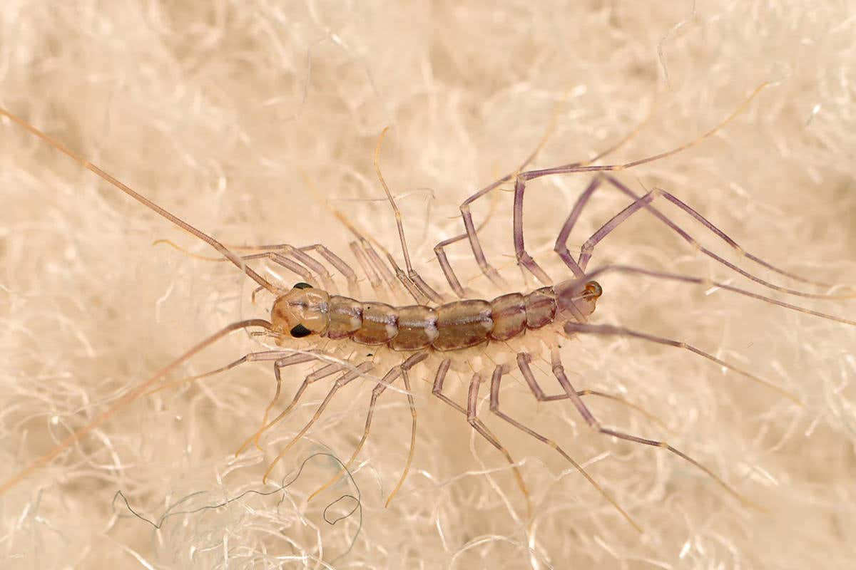 Seven creepy-crawlies caught lurking in our homes