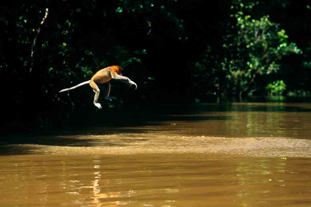 Meet the aquatic monkey with a love of diving and swimming