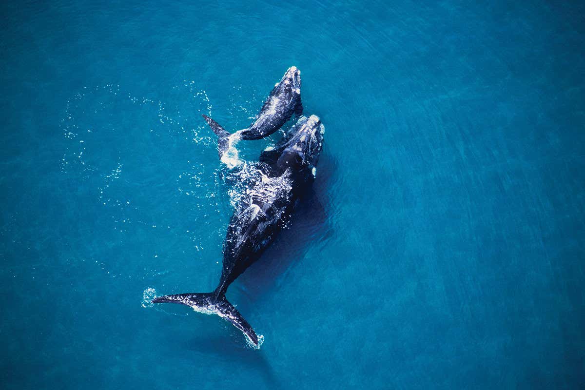 New Scientist. Science news and long reads from expert journalists, covering developments in science, technology, health and the environment on the website and the magazine.