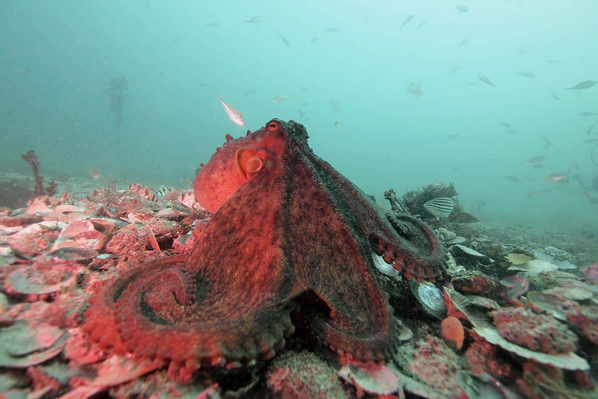 Octopuses resolve conflicts with many-armed body language